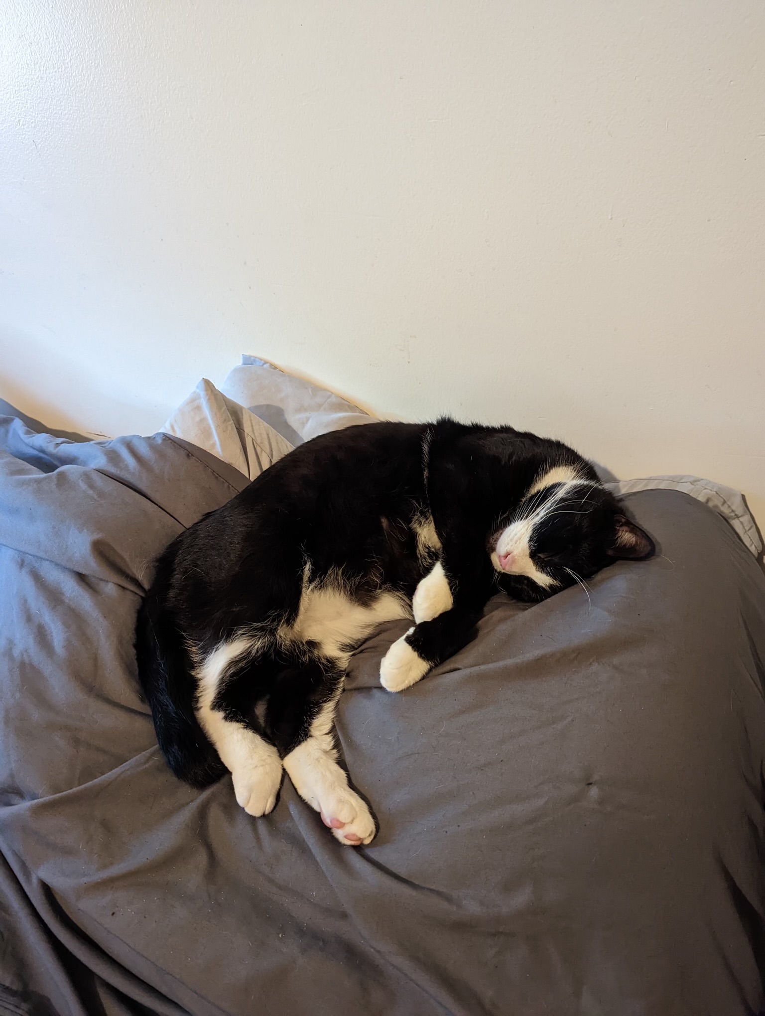 Cat for adoption Gibby, an American Shorthair in Vineland, NJ Petfinder