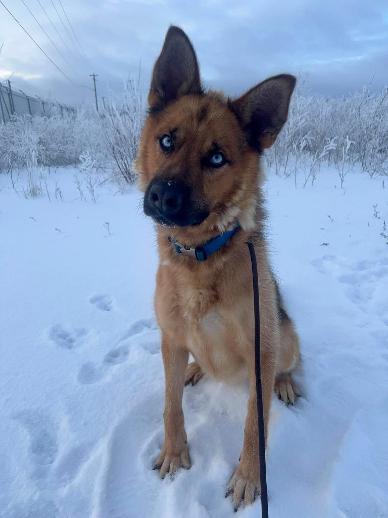 Enlarge Dill Pickle, a Adoptable mixed breed in Yellowknife, NT image 2/2