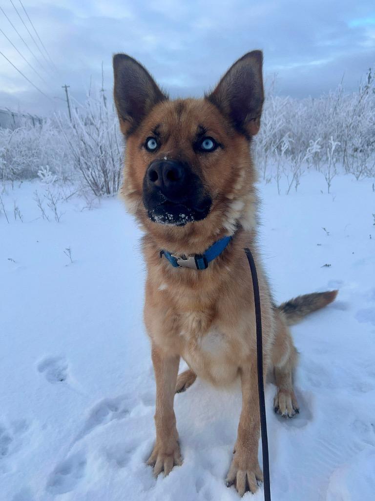 Enlarge Dill Pickle, a Adoptable mixed breed in Yellowknife, NT image 4/4