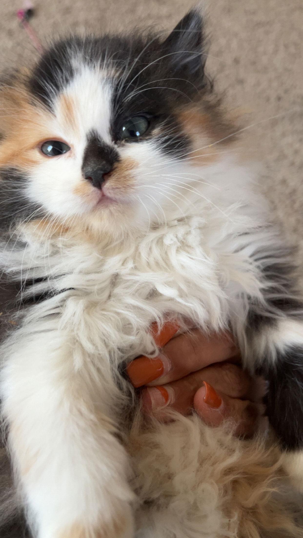 Louise, Adoptable, Kitten Female Calico.