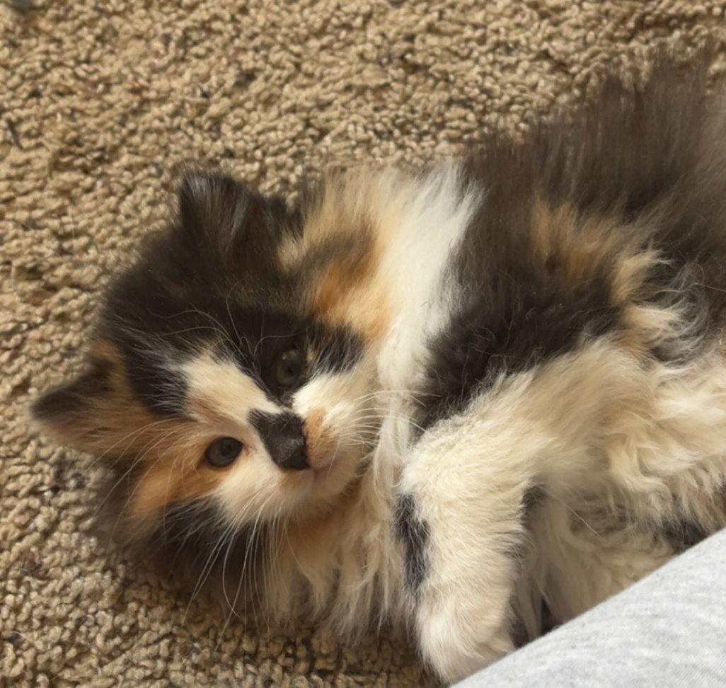 Enlarge Louise, a Adoptable Calico in Minneapolis, MN image 2/2