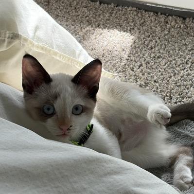 Dolly P., Adoptable, Kitten Female Snowshoe.
