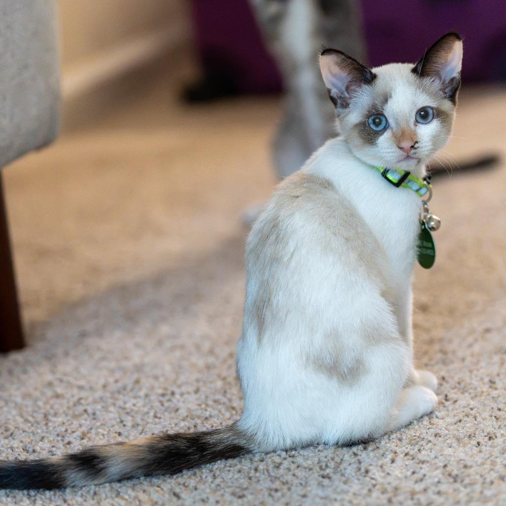 Enlarge Dolly P., a Adoptable Snowshoe in Pacifica, CA image 1/6
