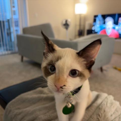 Enlarge Dolly P., a Adoptable Snowshoe in Pacifica, CA image 3/6