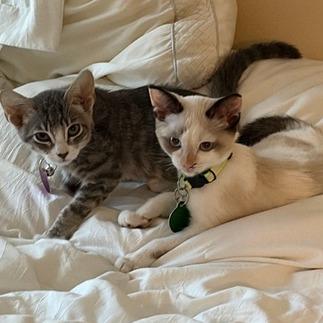 Dolly P., a Adoptable Snowshoe in Pacifica, CA image 3/6