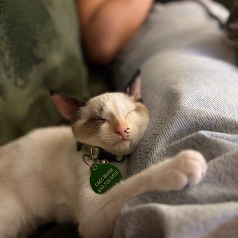 Enlarge Dolly P., a Adoptable Snowshoe in Pacifica, CA image 4/6