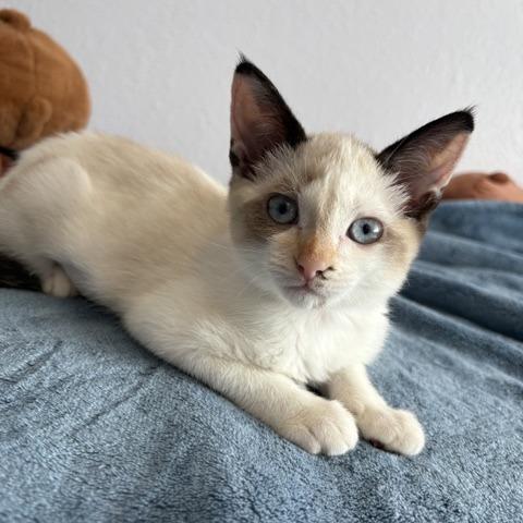Dolly P., a Adoptable Snowshoe in Pacifica, CA image 4/6