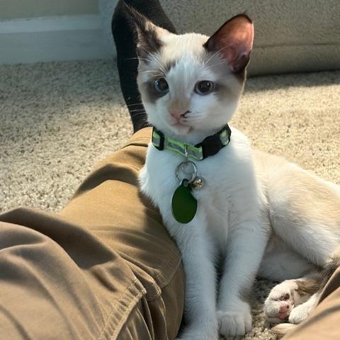 Enlarge Dolly P., a Adoptable Snowshoe in Pacifica, CA image 5/6