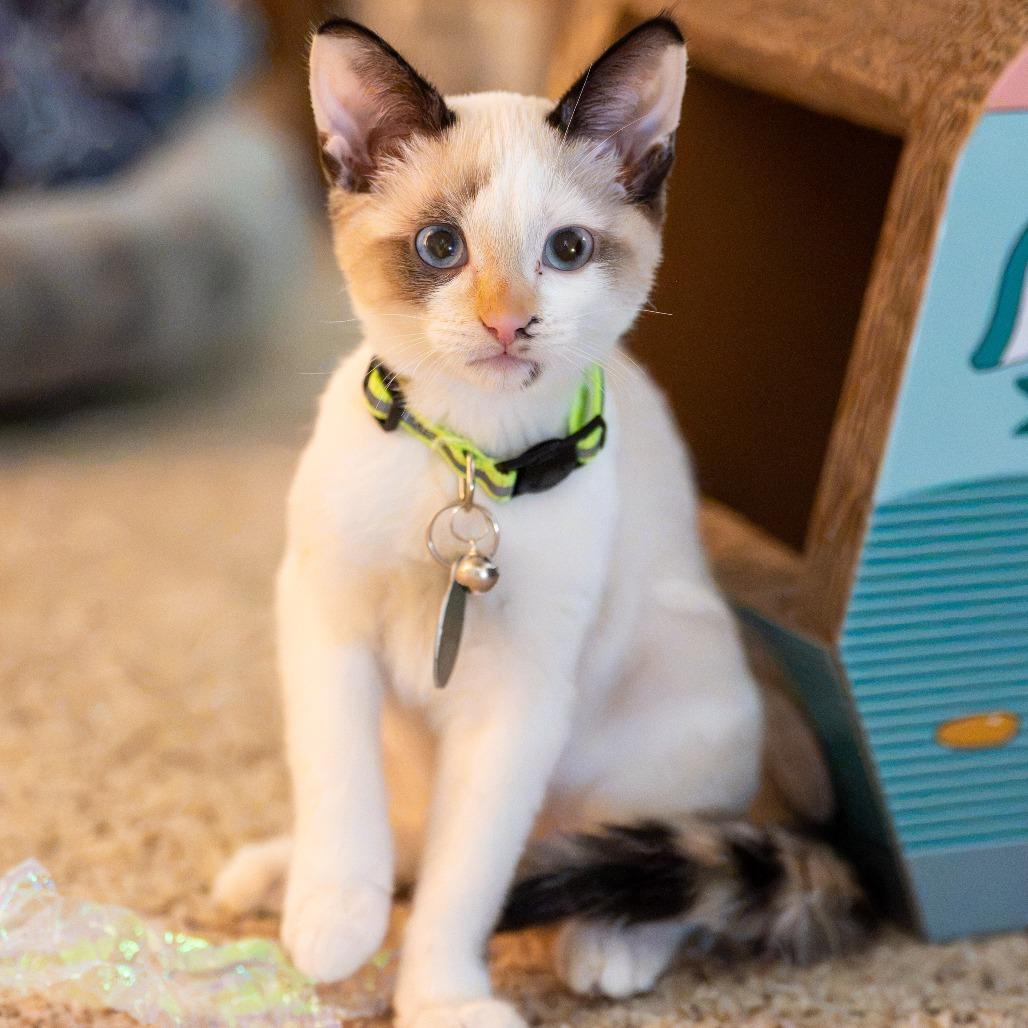 Dolly P., a Adoptable Snowshoe in Pacifica, CA image 5/6