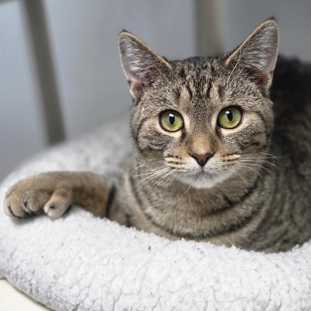 Enlarge Calla Lily, a Adoptable Domestic Short Hair in Oneonta, NY image 1/6