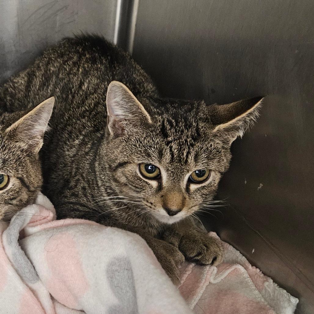 Enlarge Calla Lily, a Adoptable Domestic Short Hair in Oneonta, NY image 2/6