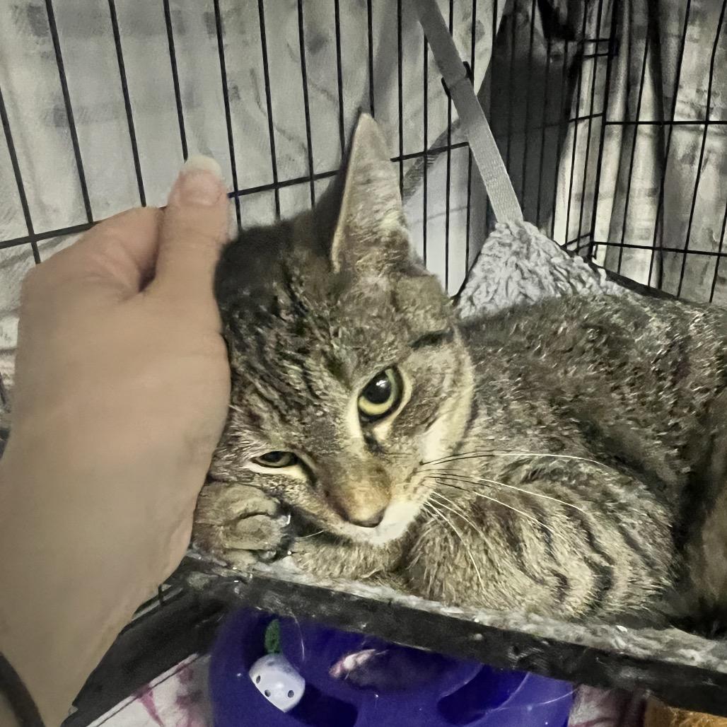 Enlarge Calla Lily, a Adoptable Domestic Short Hair in Oneonta, NY image 4/6