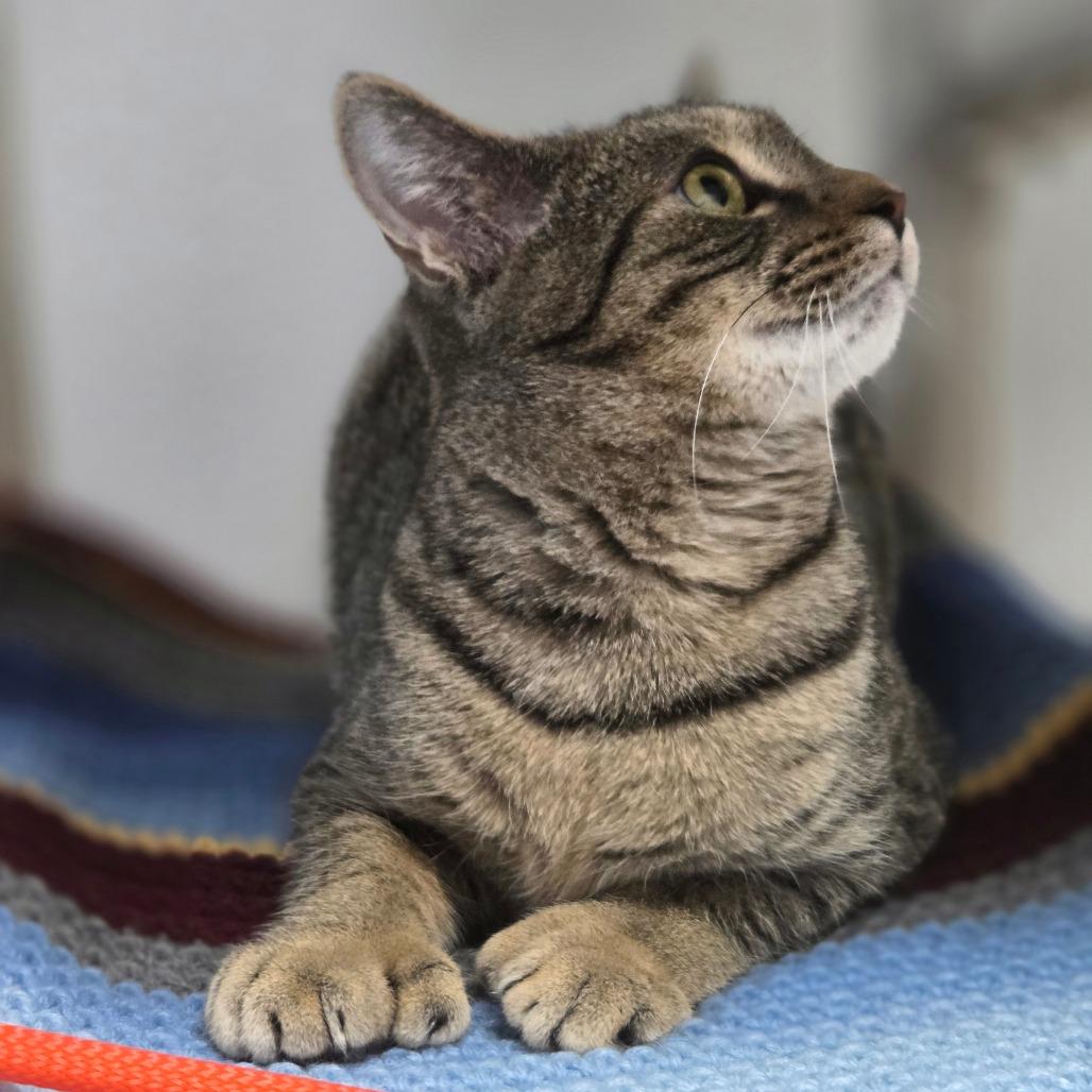 Enlarge Calla Lily, a Adoptable Domestic Short Hair in Oneonta, NY image 5/6