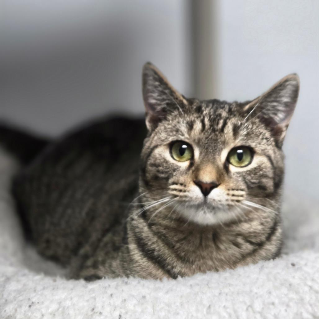 Enlarge Calla Lily, a Adoptable Domestic Short Hair in Oneonta, NY image 6/6