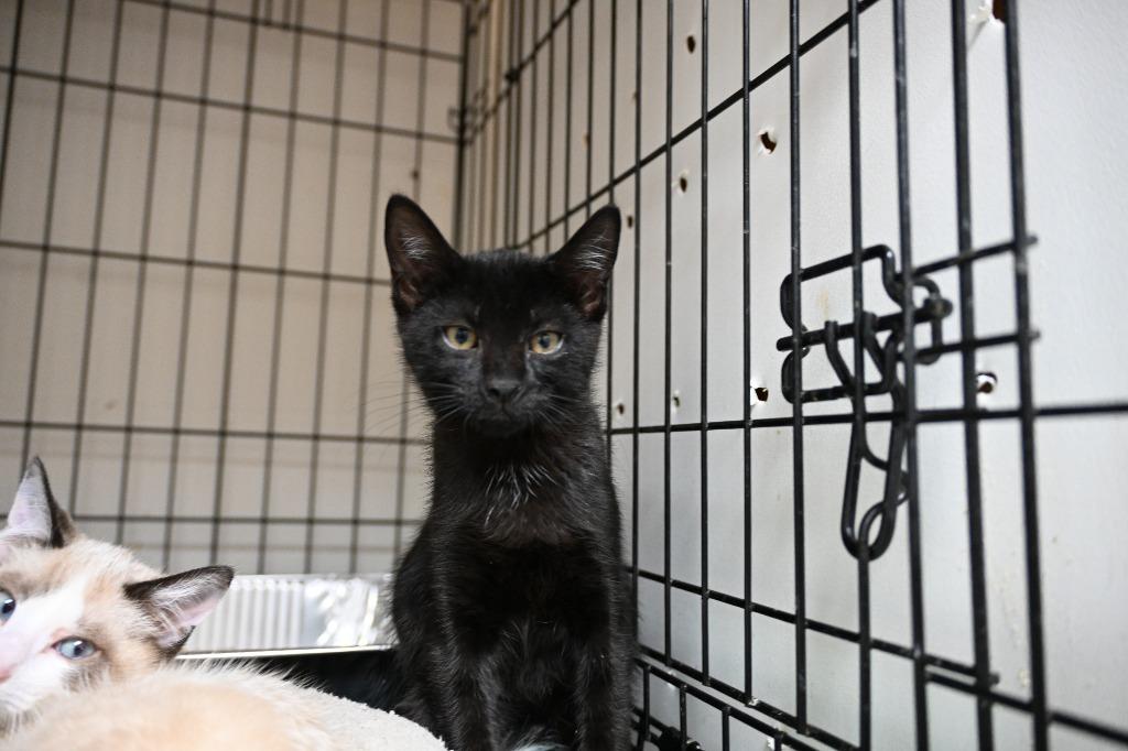 Zane Black, Adoptable, Young Male Domestic Short Hair.