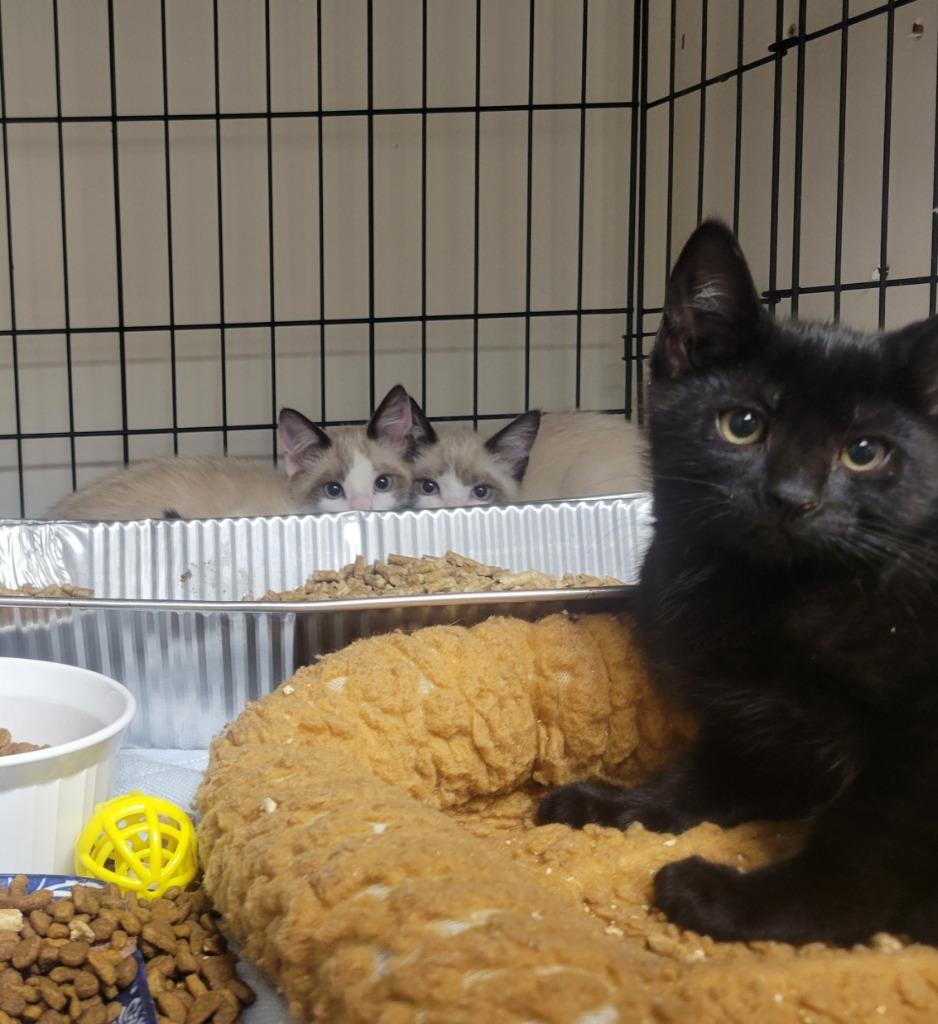 Enlarge Zane Black, a Adoptable mixed breed in Rome, GA image 2/2