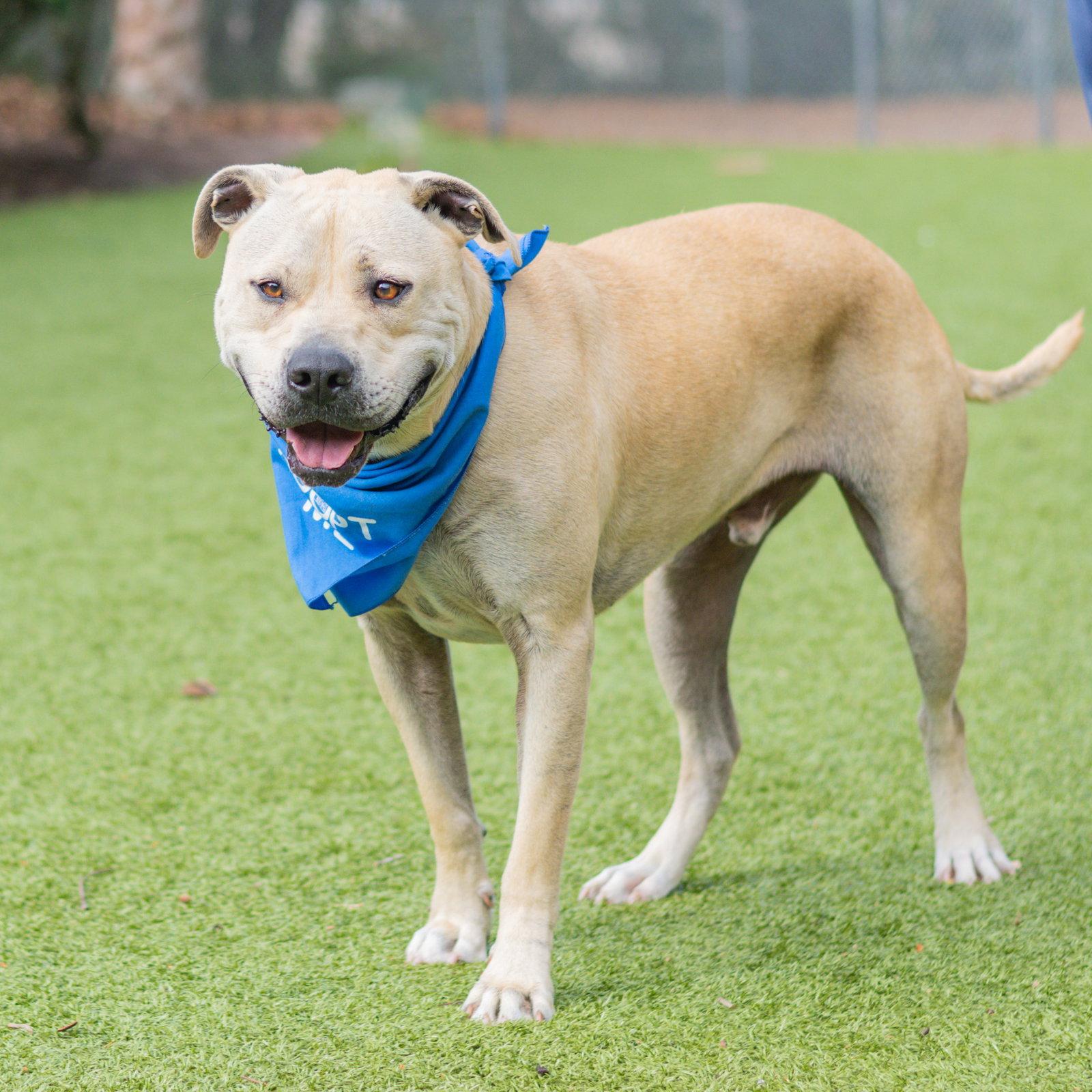 Enlarge Marcel, a Adoptable Labrador Retriever in Hilton Head Island, SC image 1/3