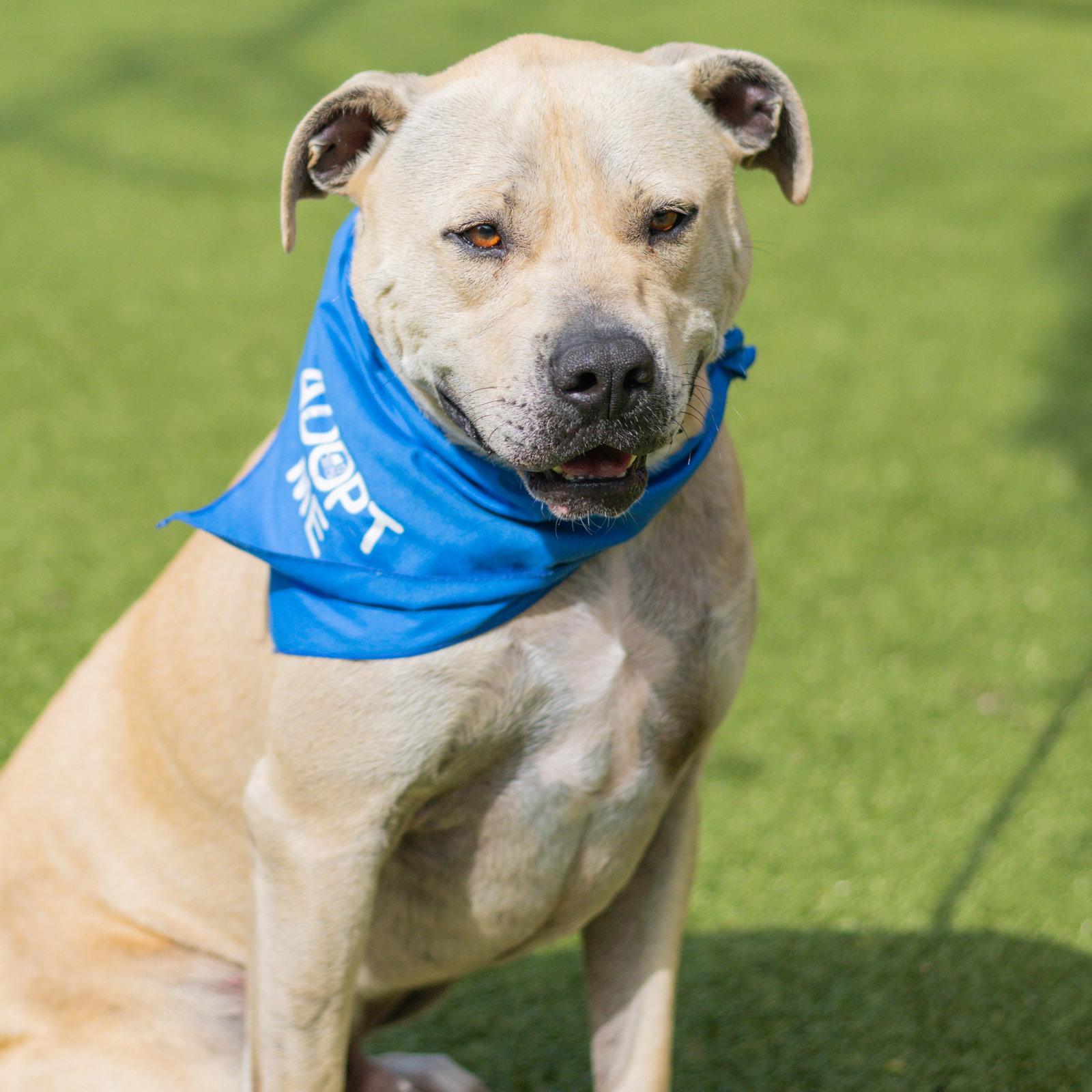 Enlarge Marcel, a Adoptable Labrador Retriever in Hilton Head Island, SC image 2/3