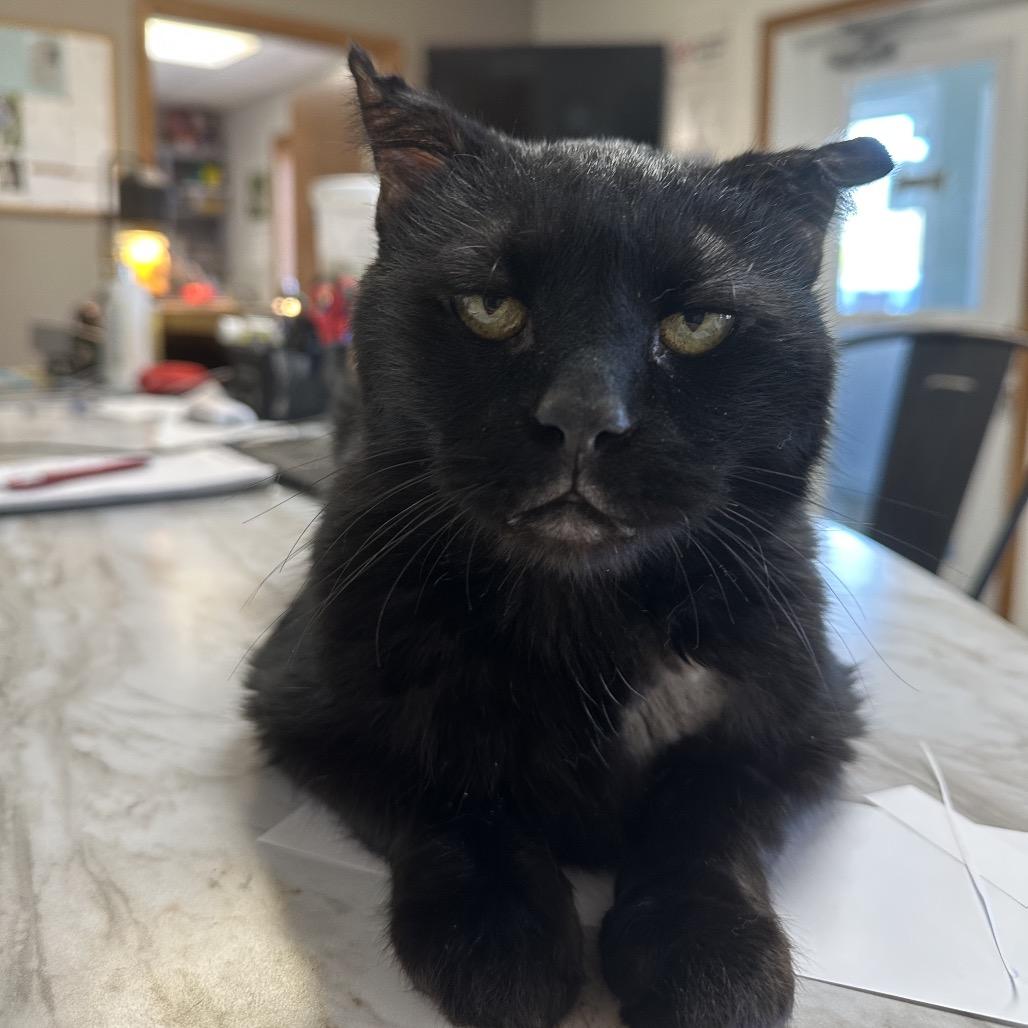 Bagheera, Adoptable, Senior Male Domestic Short Hair.