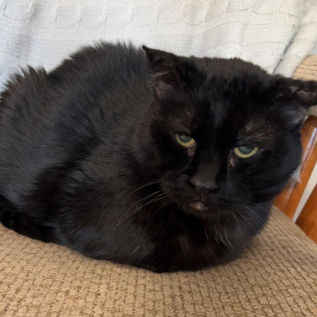 Enlarge Bagheera, a Adoptable Domestic Short Hair in Milford, IA image 1/5