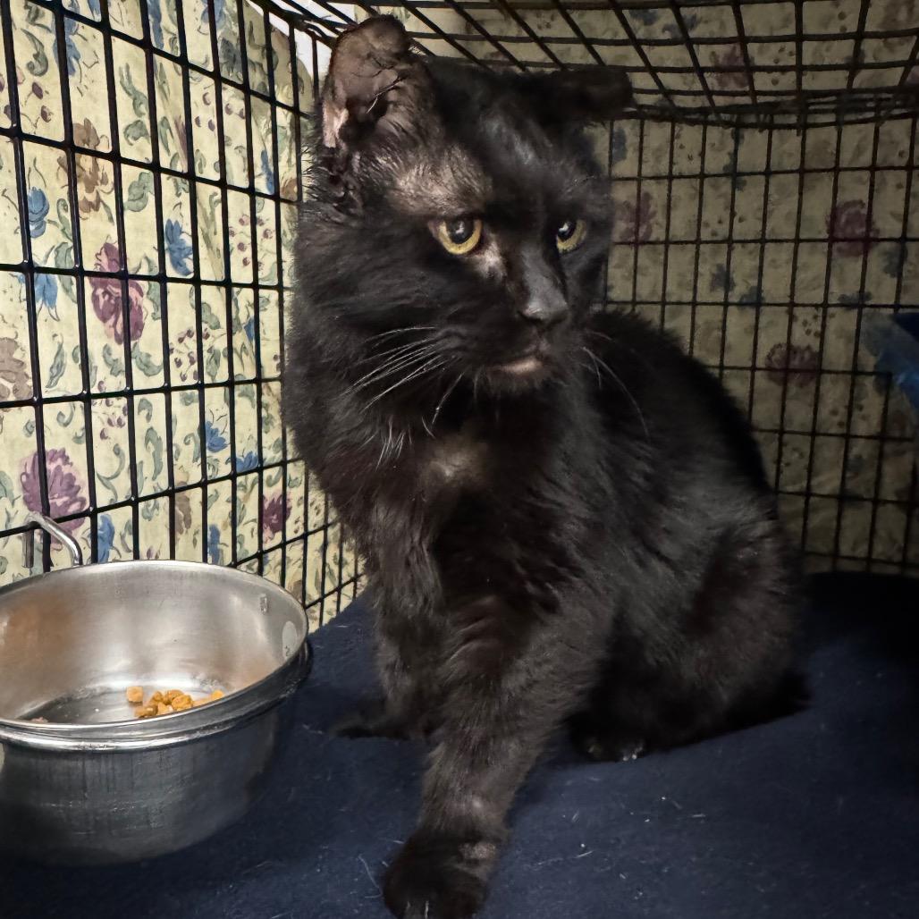 Enlarge Bagheera, a Adoptable Domestic Short Hair in Milford, IA image 2/5