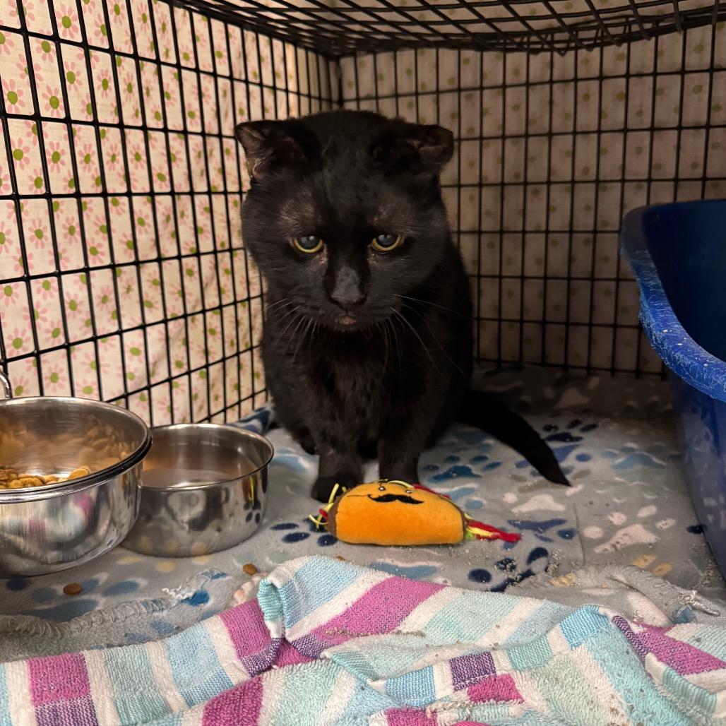 Enlarge Bagheera, a Adoptable Domestic Short Hair in Milford, IA image 3/5