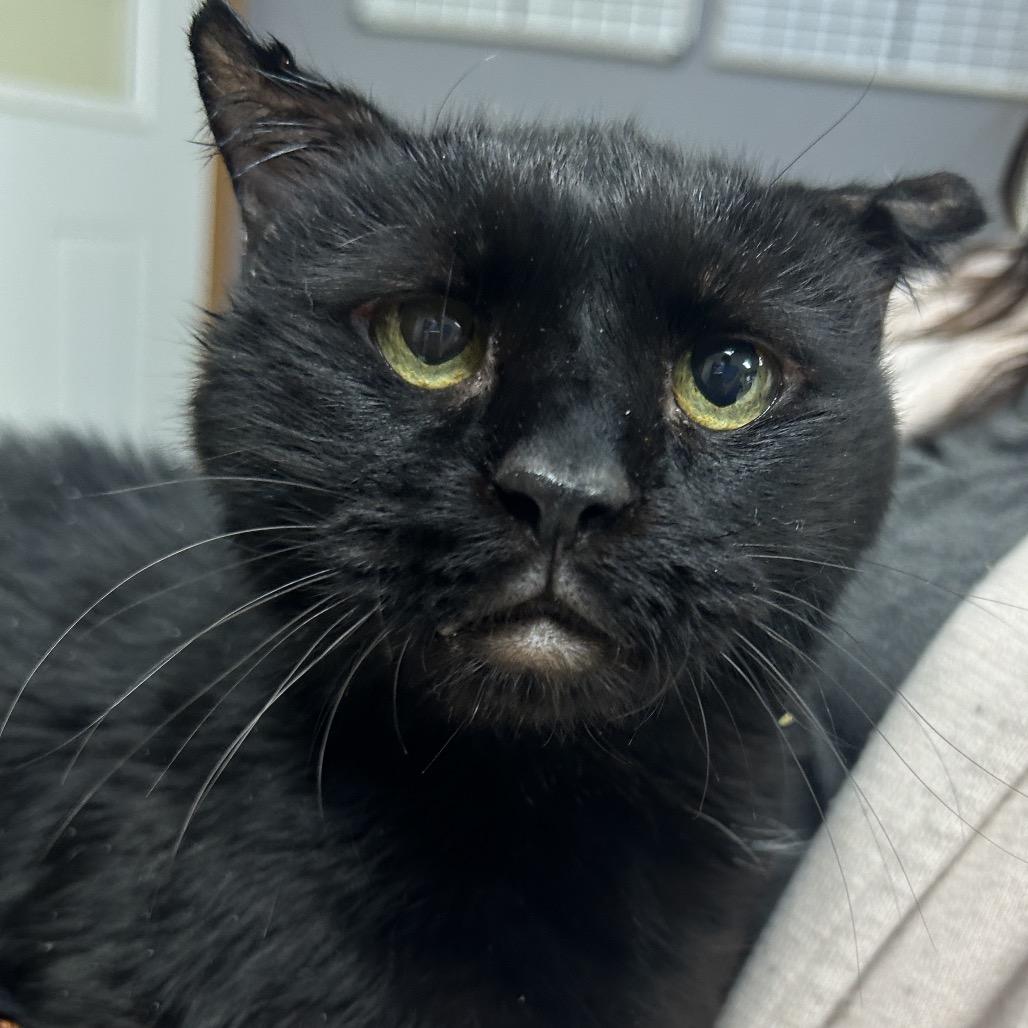 Enlarge Bagheera, a Adoptable Domestic Short Hair in Milford, IA image 5/5