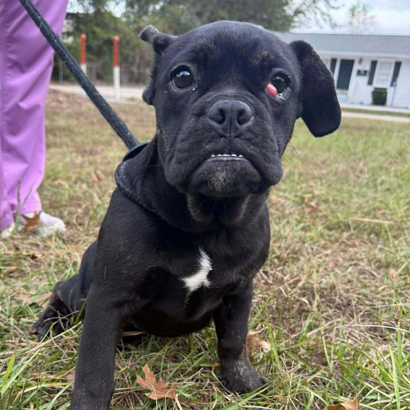 JENNIE O, ADOPTABLE, Puppy Female Bulldog.