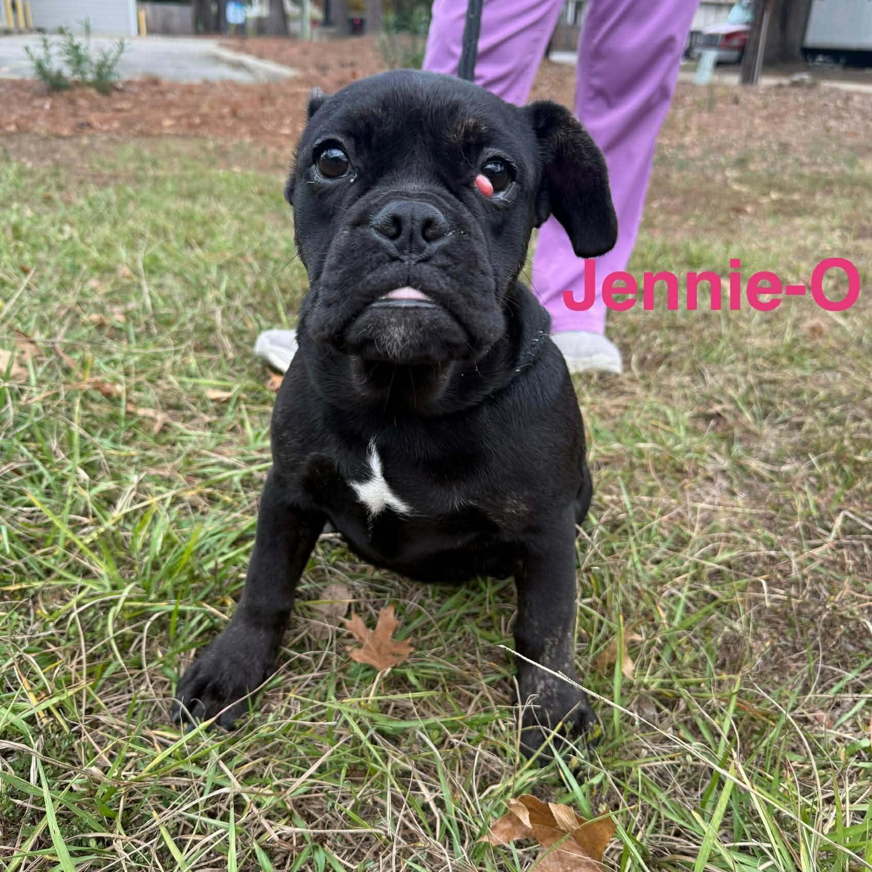 Enlarge JENNIE O, an adoptable mixed breed in Madisonville, LA image 3/4