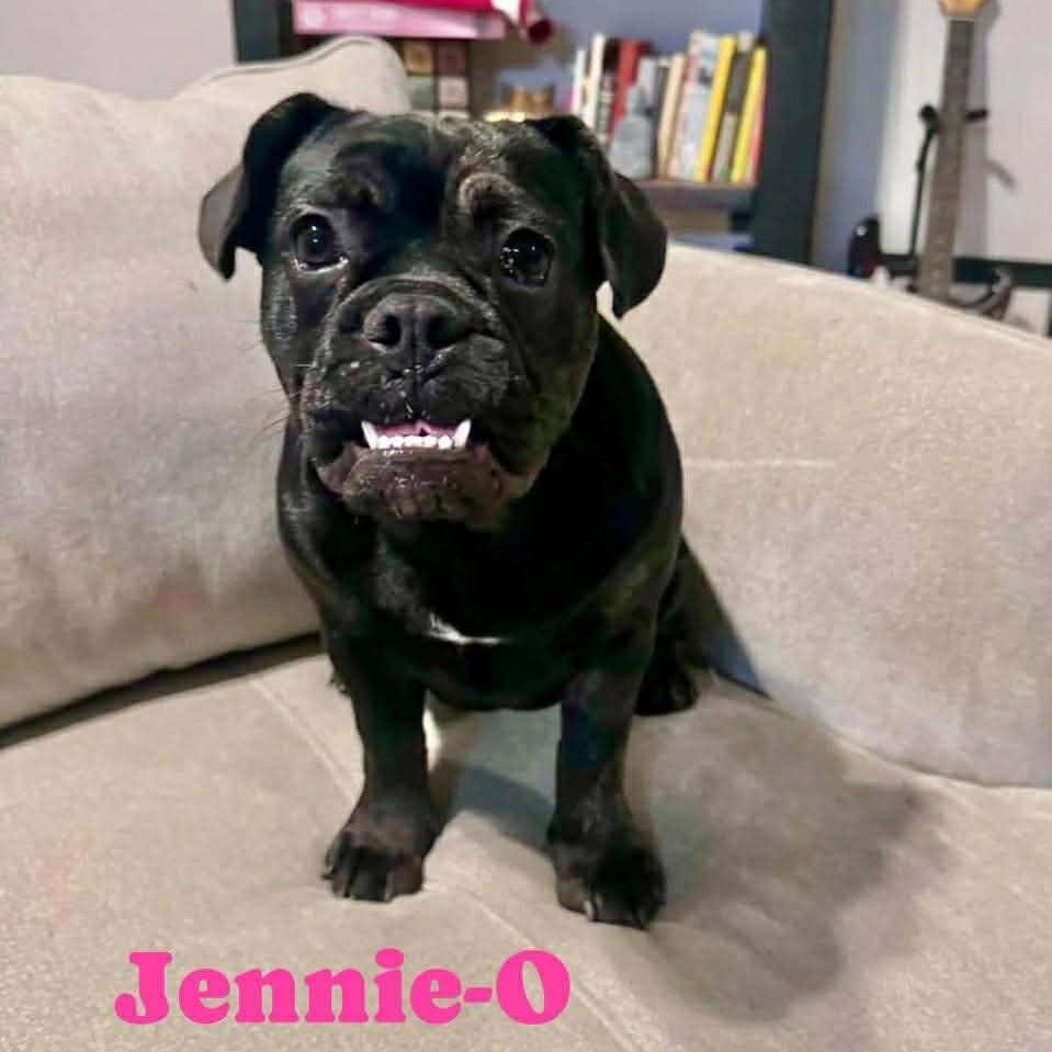 JENNIE O, ADOPTABLE, Puppy Female Bulldog.