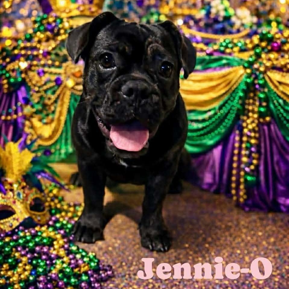 Enlarge JENNIE O, an adoptable mixed breed in Madisonville, LA image 4/4