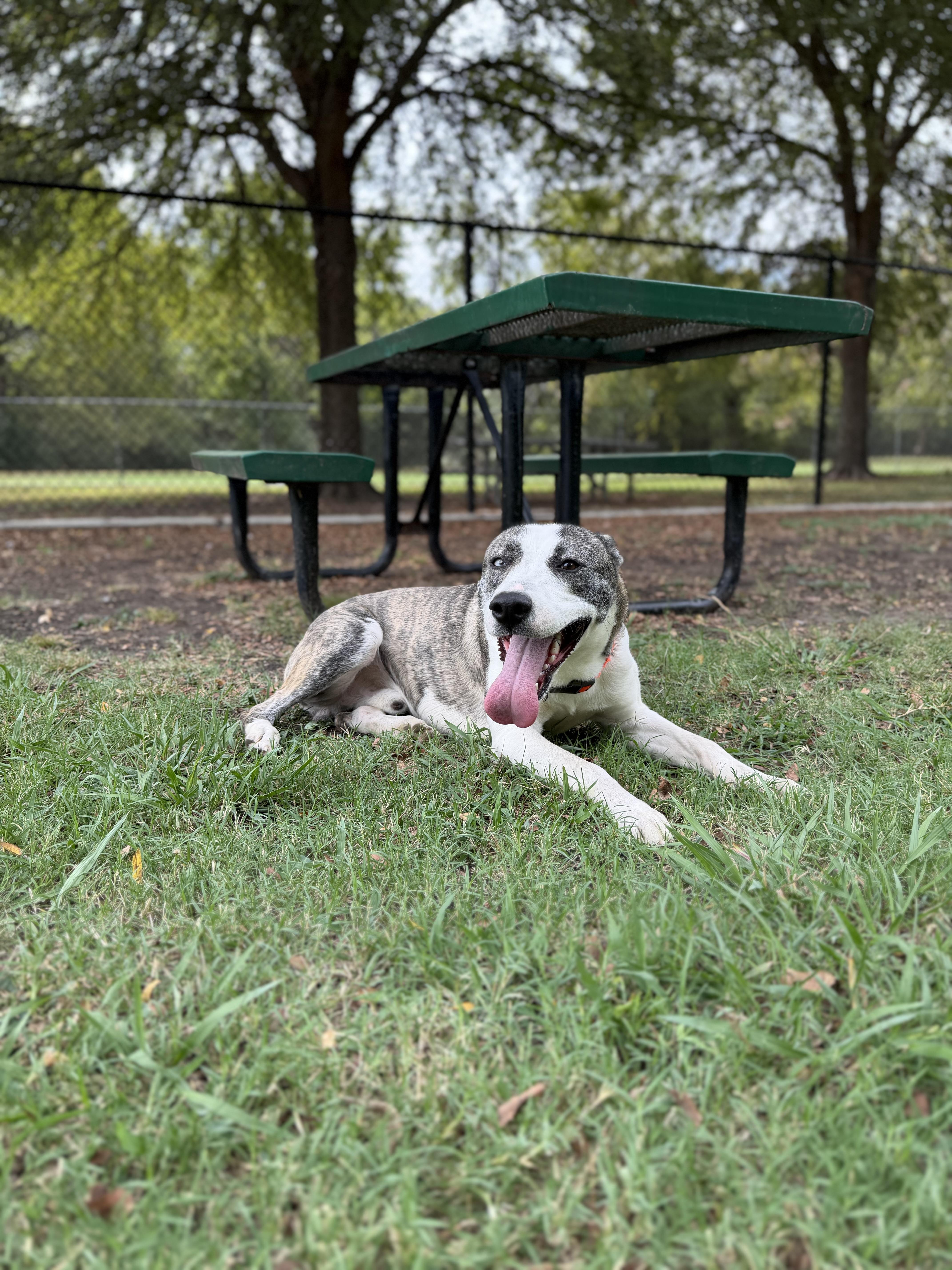 Enlarge Baker A2026458, a Adoptable mixed breed in Sherman, TX image 2/5