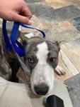 Baker A2026458, Adoptable, Adult Male Pit Bull Terrier.
