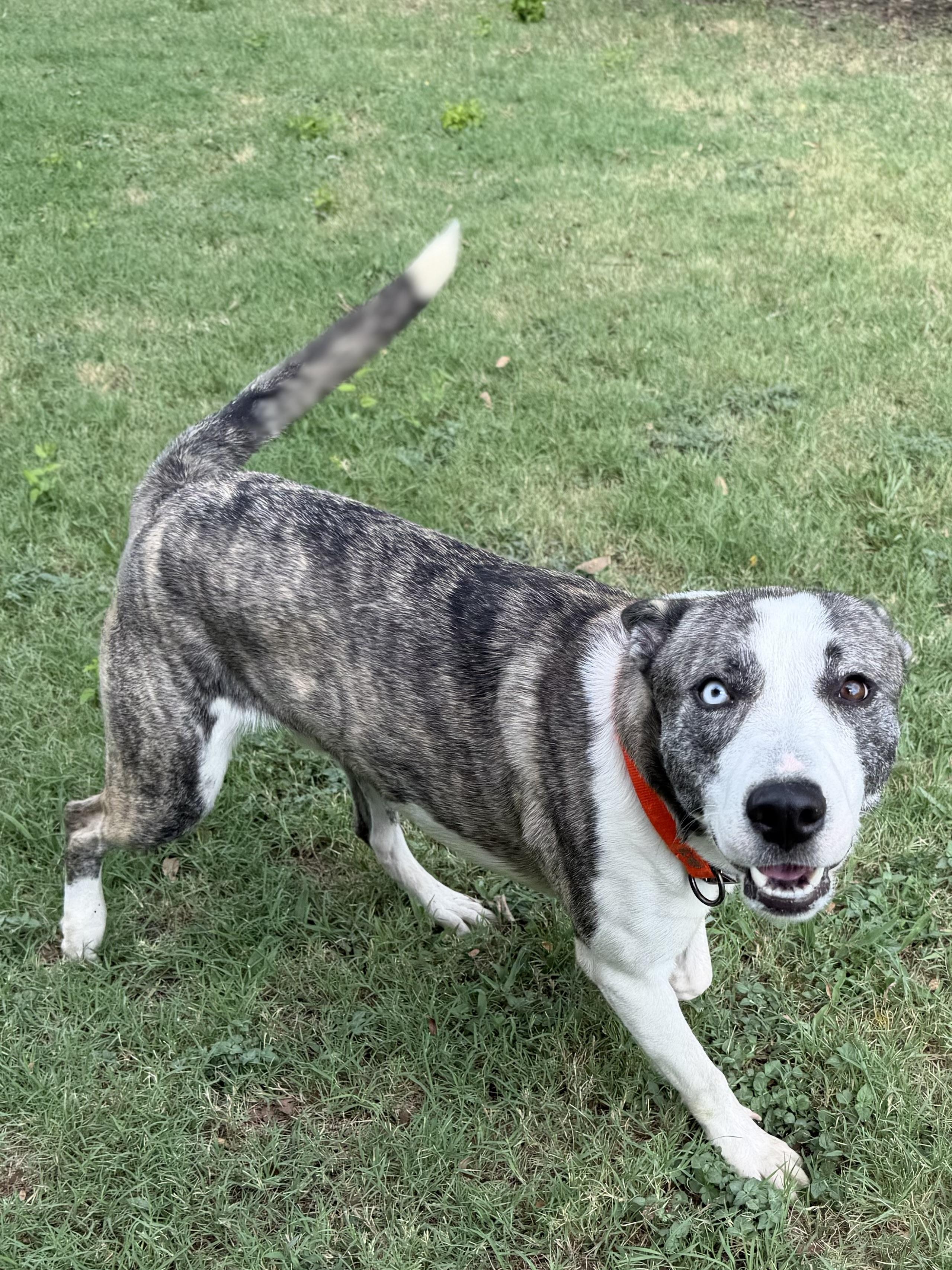 Enlarge Baker A2026458, a Adoptable mixed breed in Sherman, TX image 4/5