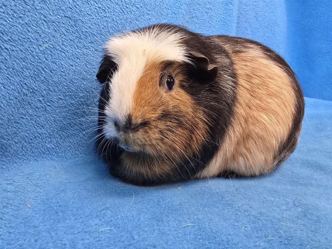 Gus Gus, Moo, Coco, a Adoptable Guinea Pig in Baton Rouge, LA image 2/3