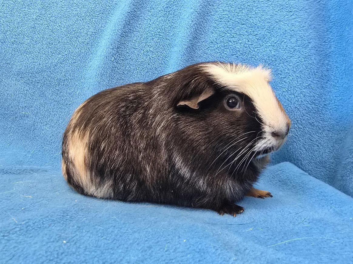Gus Gus, Moo, Coco, a Adoptable Guinea Pig in Baton Rouge, LA image 3/3
