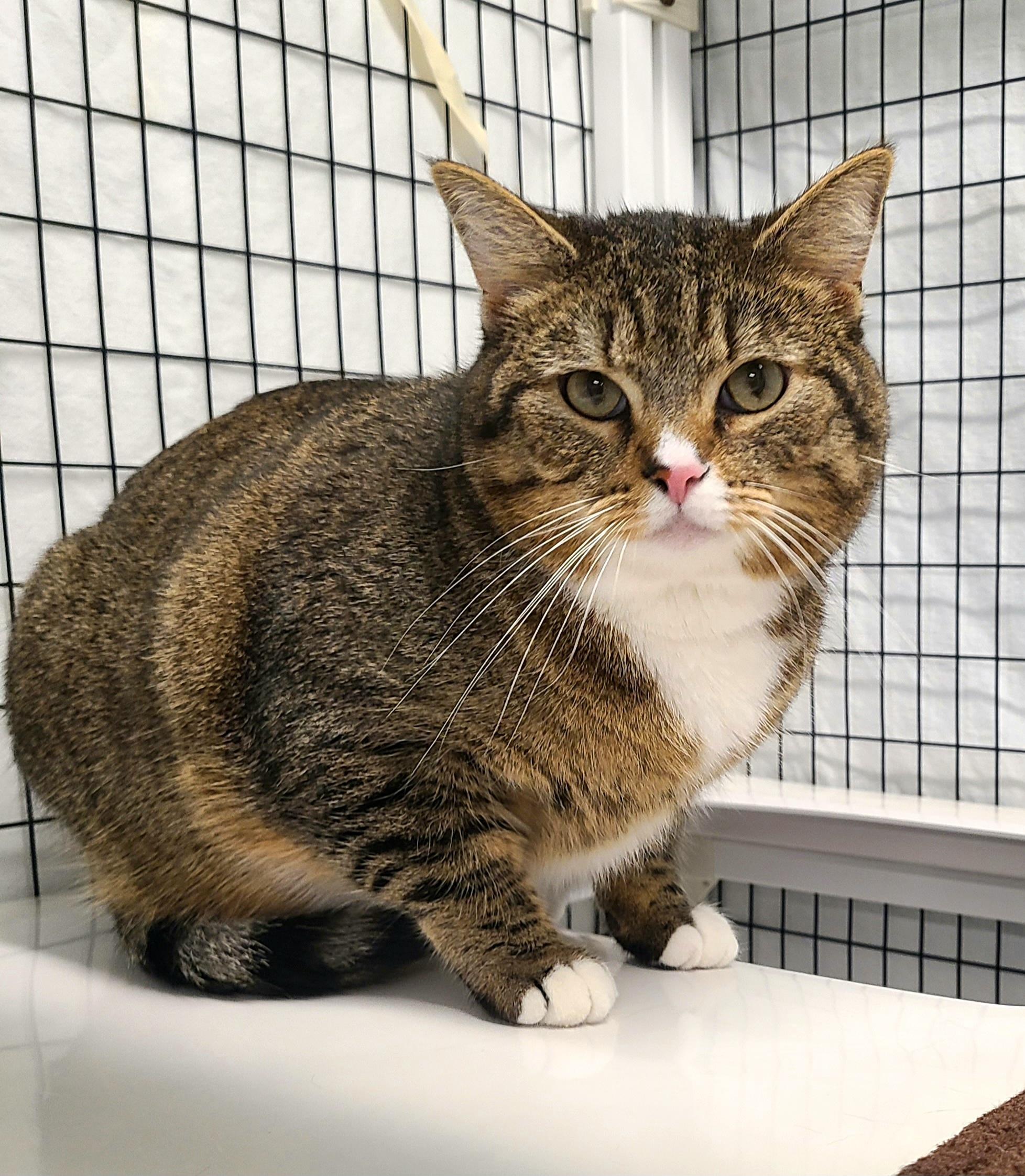 Enlarge Brady, a ADOPTABLE Domestic Short Hair in Kirkland, WA image 1/2