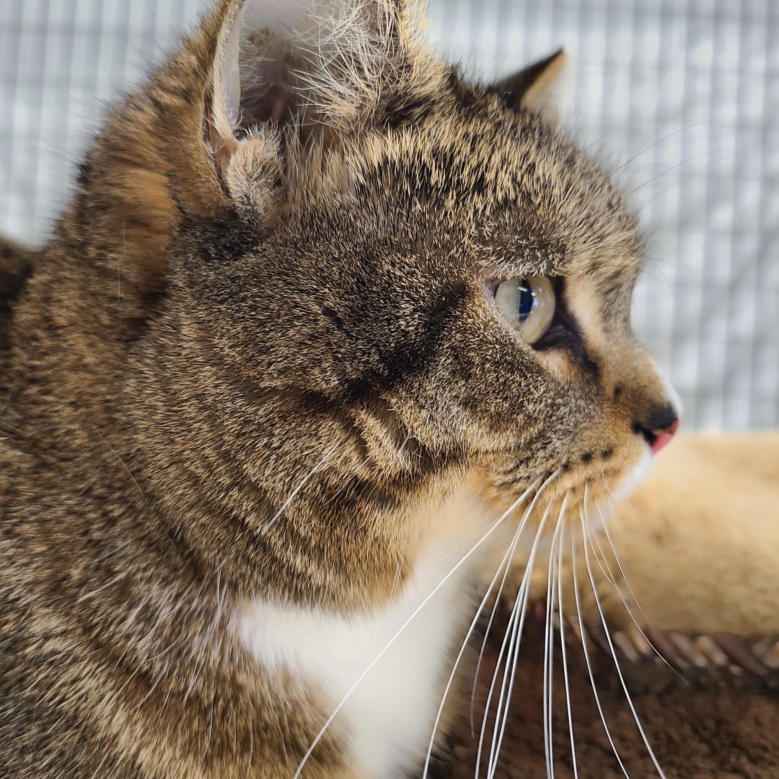 Enlarge Brady, a ADOPTABLE Domestic Short Hair in Kirkland, WA image 2/2