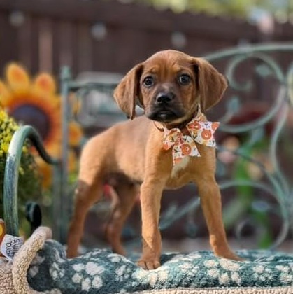 Enlarge Brownie, a Adoptable mixed breed in stamford, CT image 5/6