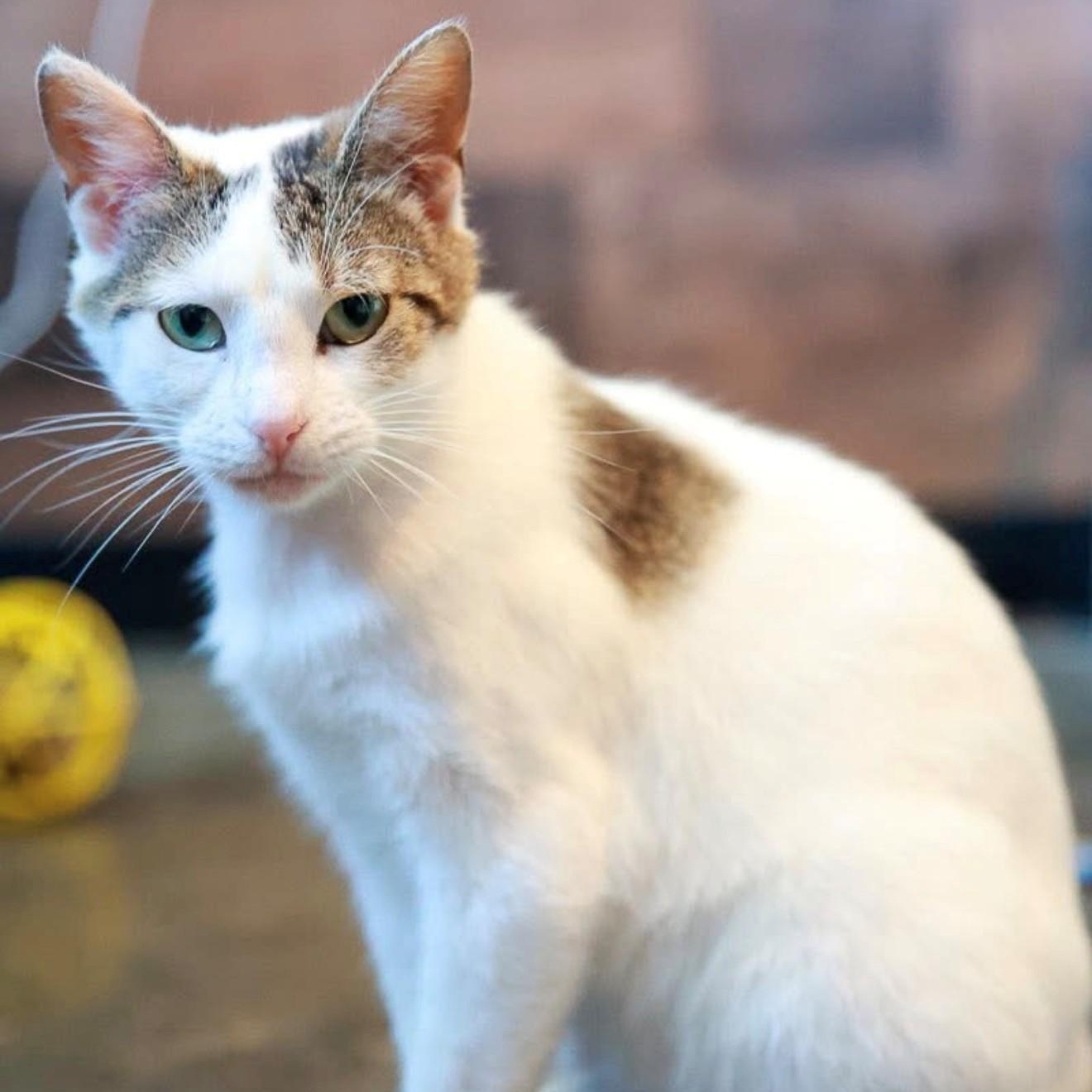 Birdy, ADOPTABLE, Young Female Domestic Short Hair.