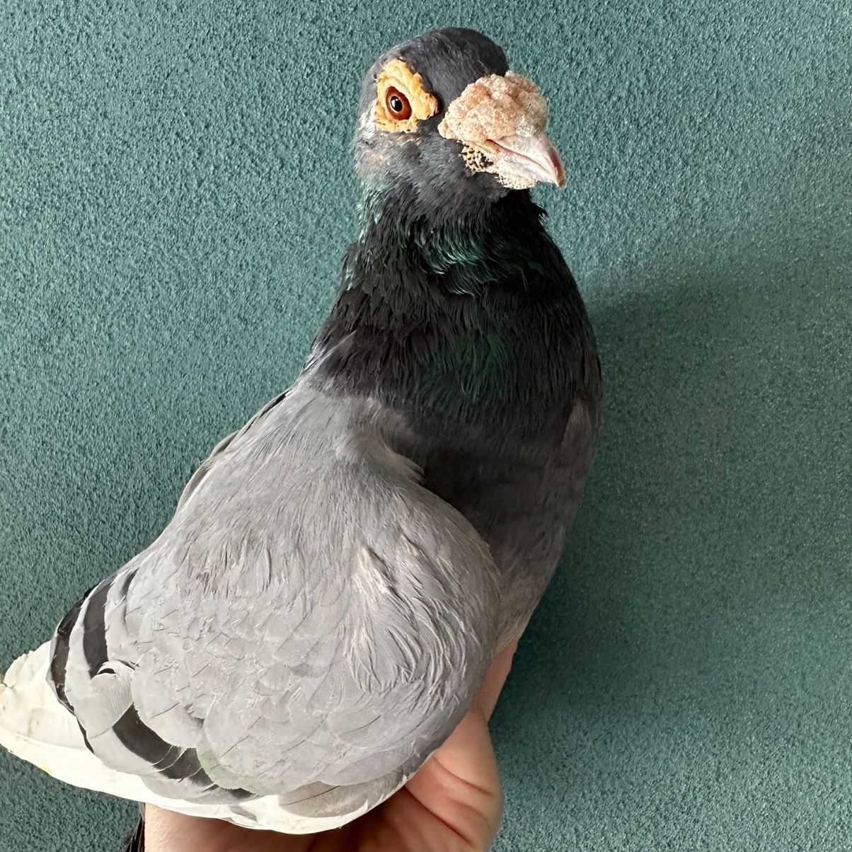 Babka, a Adoptable Pigeon in Chicago, IL image 2/3