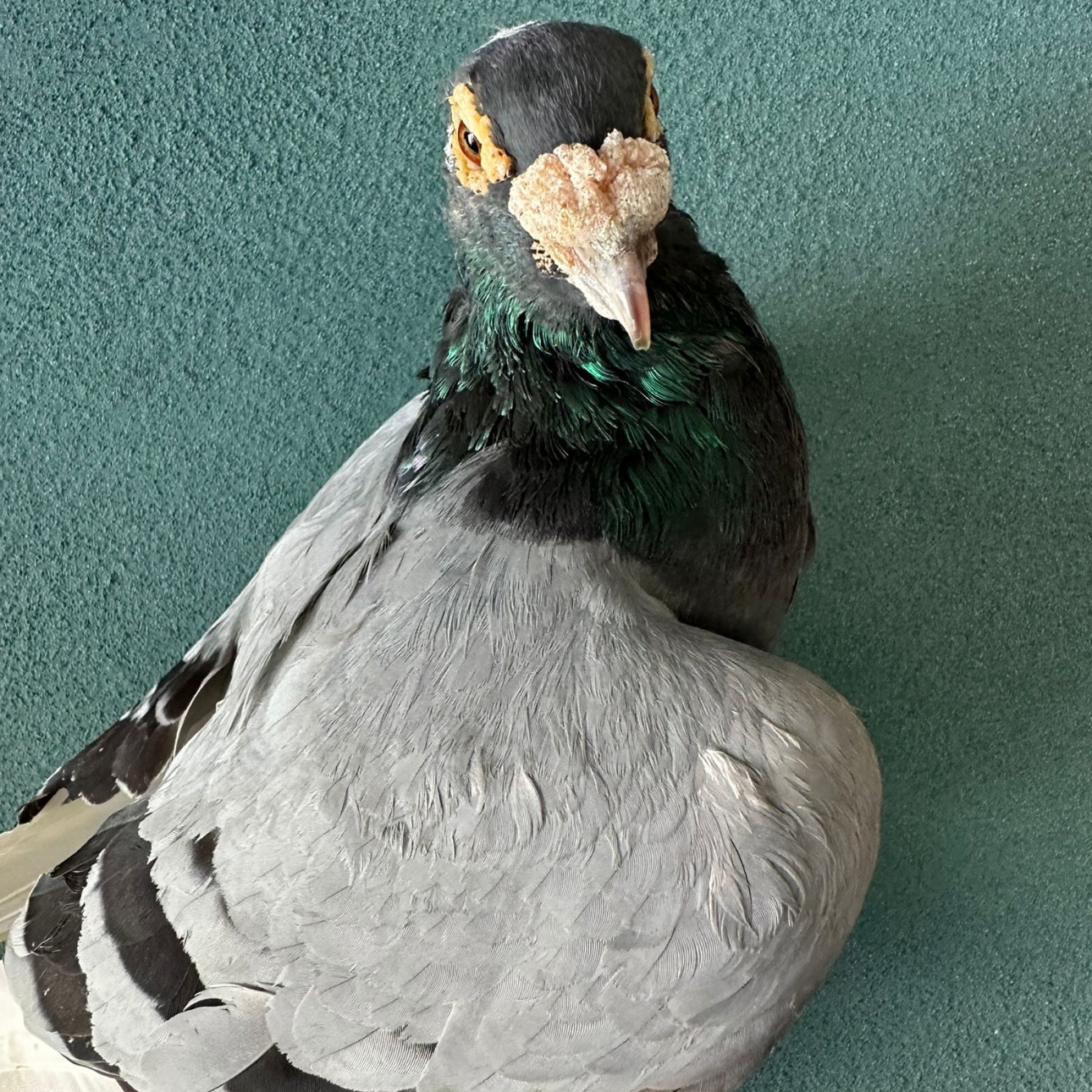Babka, a Adoptable Pigeon in Chicago, IL image 3/3