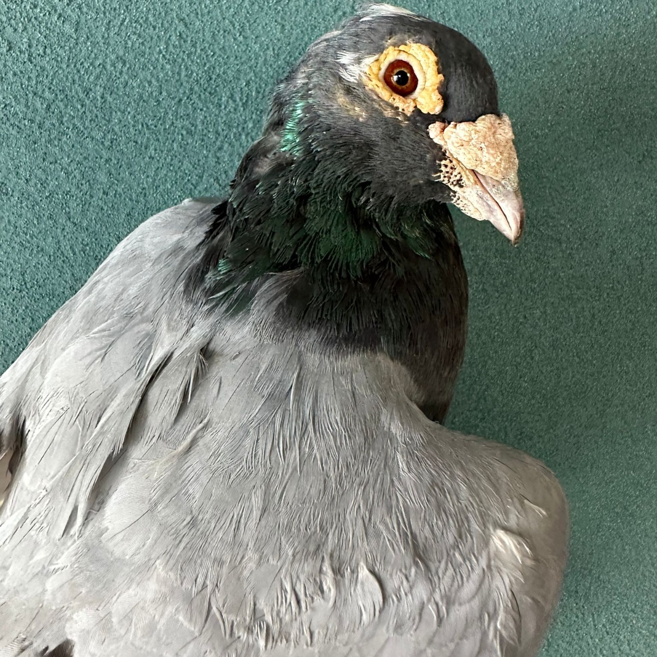 Babka, Adoptable, Senior Male Pigeon.