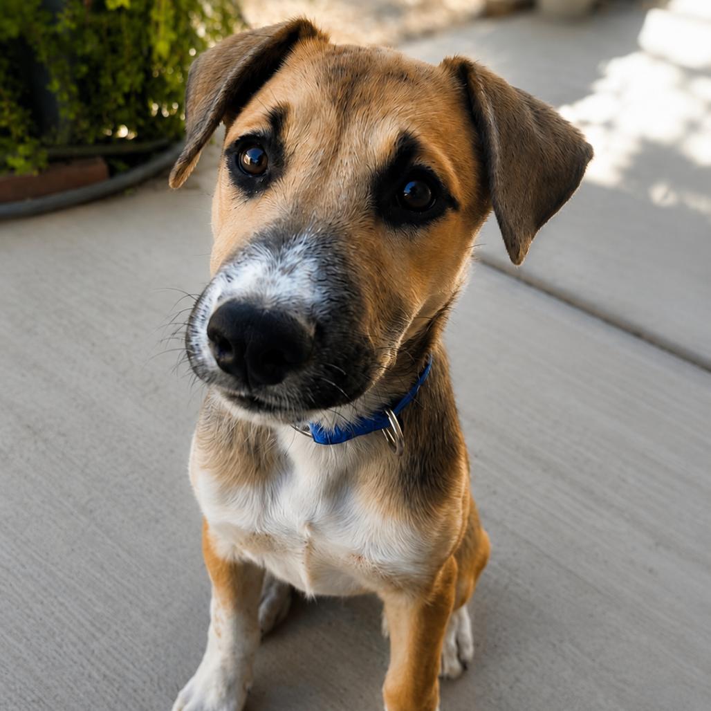 Enlarge *** Barbie, a Adoptable mixed breed in Oceanside, CA image 1/4