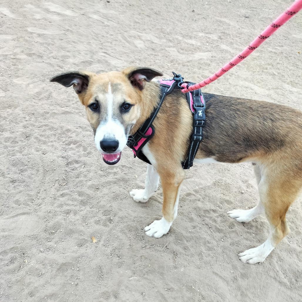 Enlarge *** Barbie, a Adoptable mixed breed in Oceanside, CA image 2/4