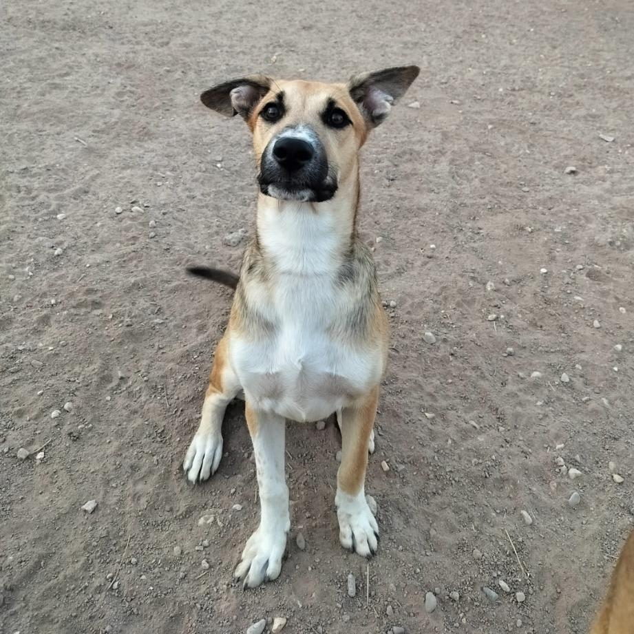 Enlarge *** Barbie, a Adoptable mixed breed in Oceanside, CA image 3/4