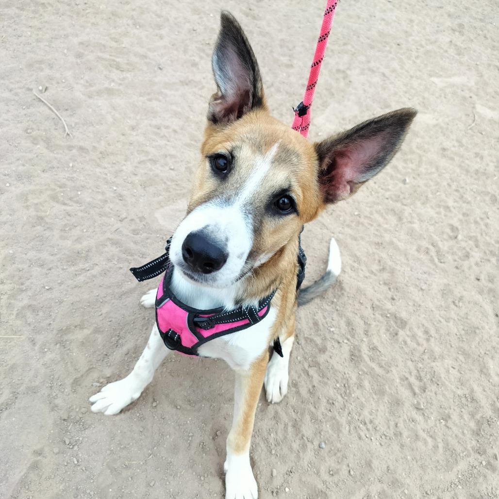 Enlarge *** Barbie, a Adoptable mixed breed in Oceanside, CA image 4/4