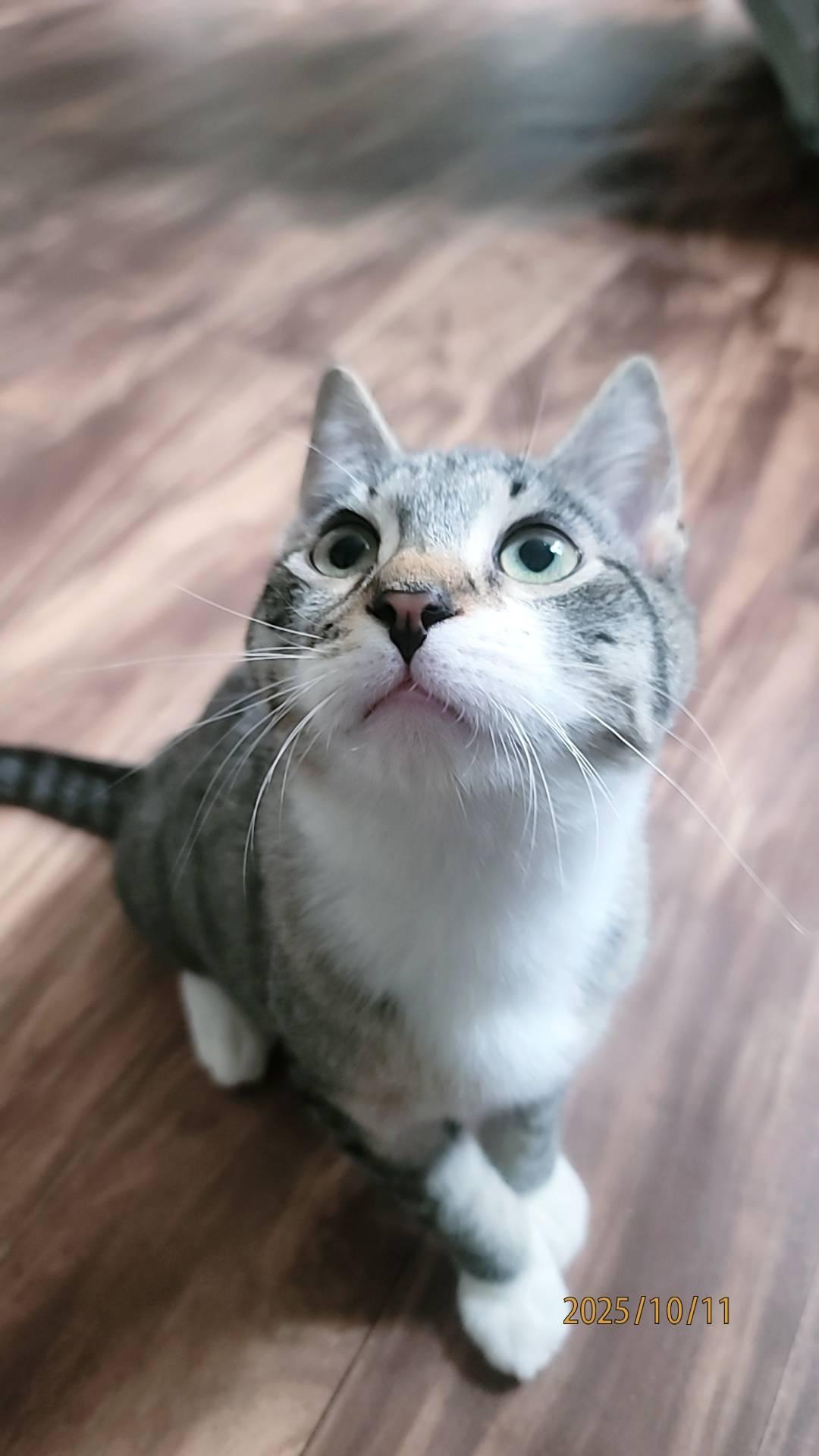 Sprout, a Adoptable Domestic Short Hair in Piscataway, NJ image 1/4