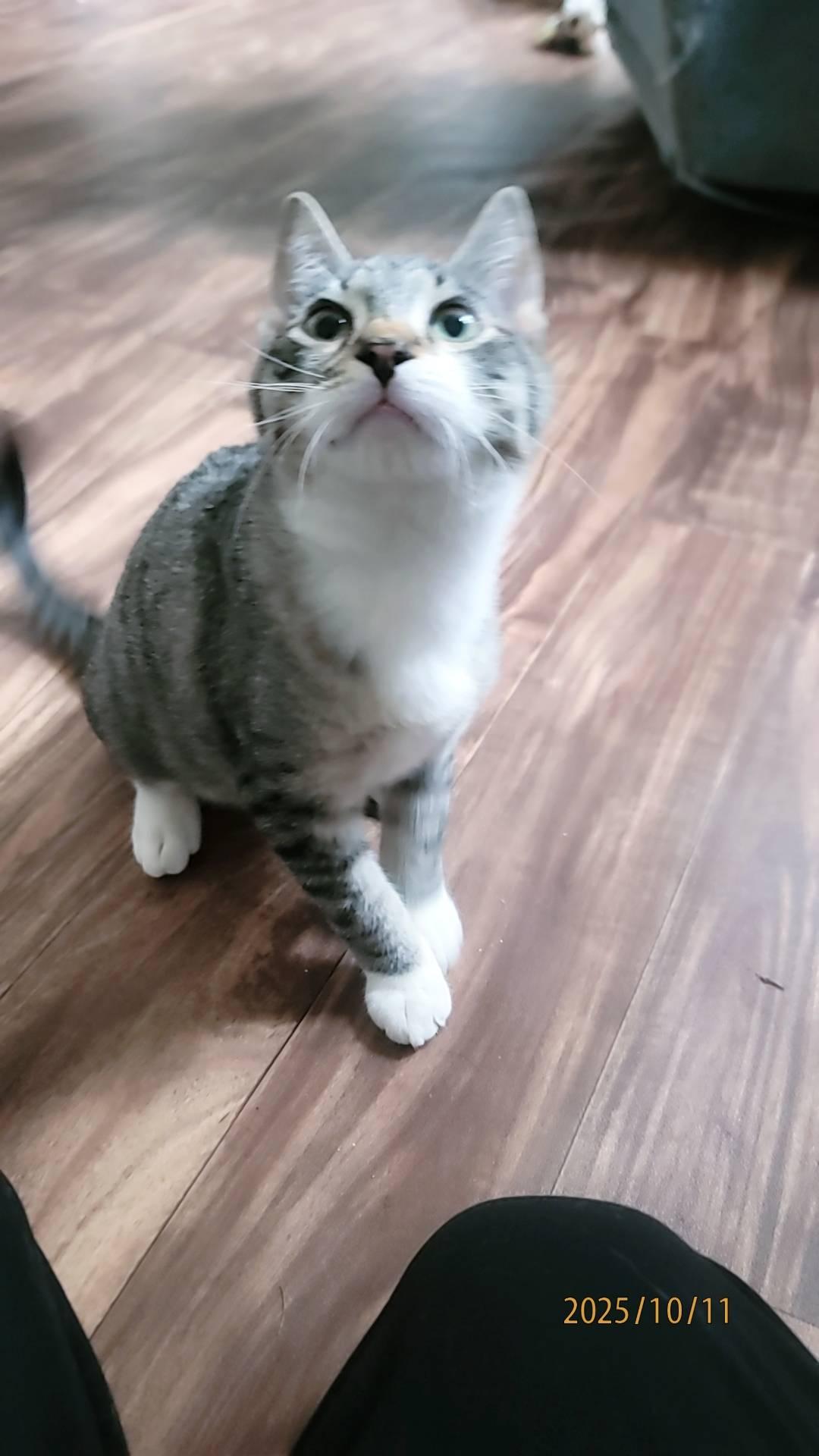 Sprout, a Adoptable Domestic Short Hair in Piscataway, NJ image 2/4