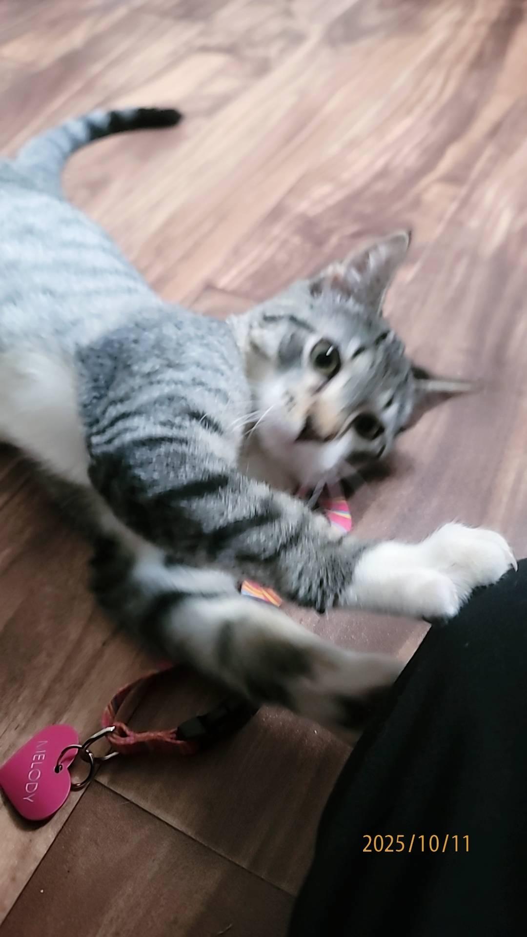 Sprout, a Adoptable Domestic Short Hair in Piscataway, NJ image 3/4